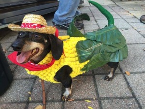 caring canine costume campaign